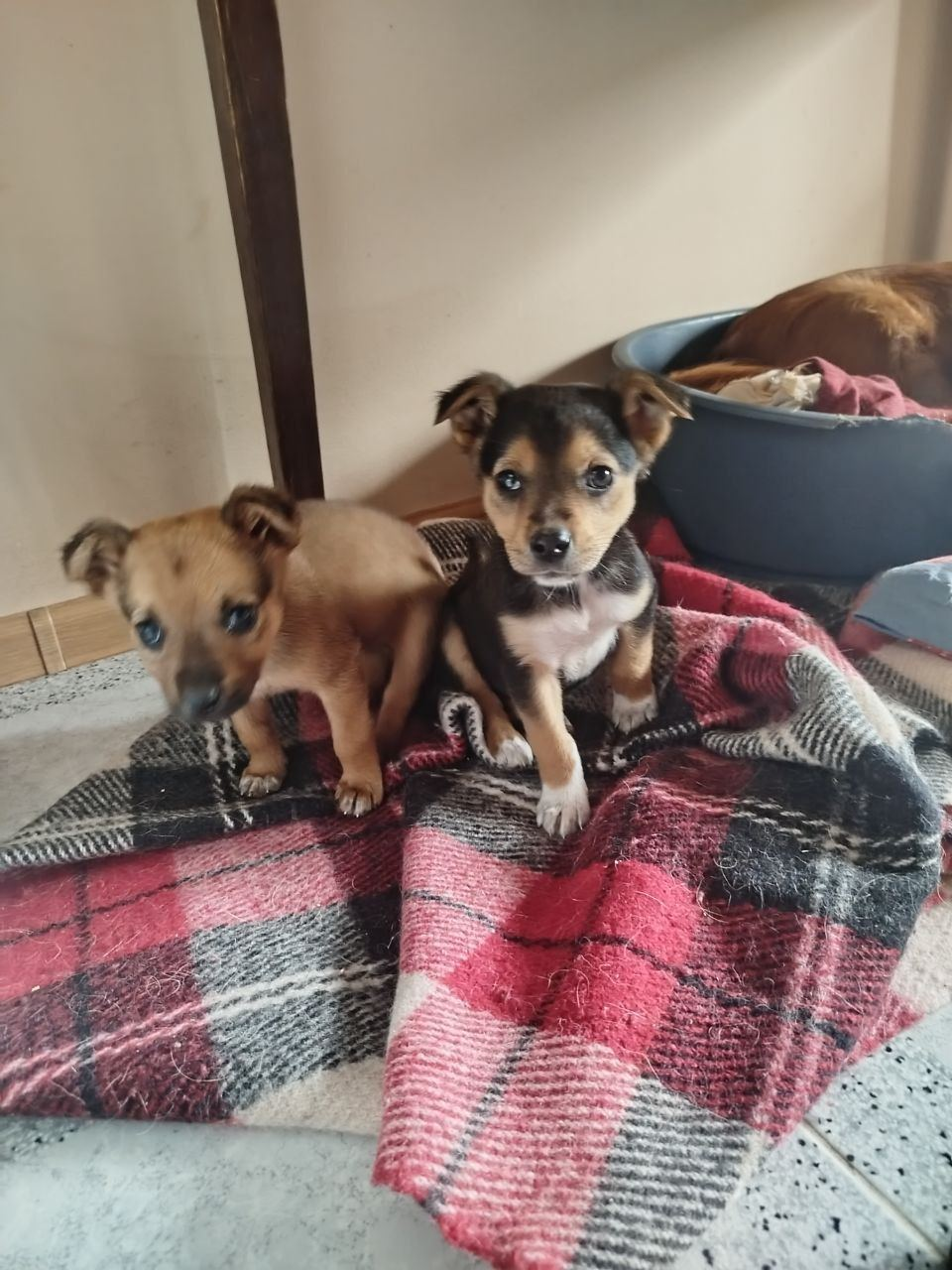 Oscar Army real life photo 10
